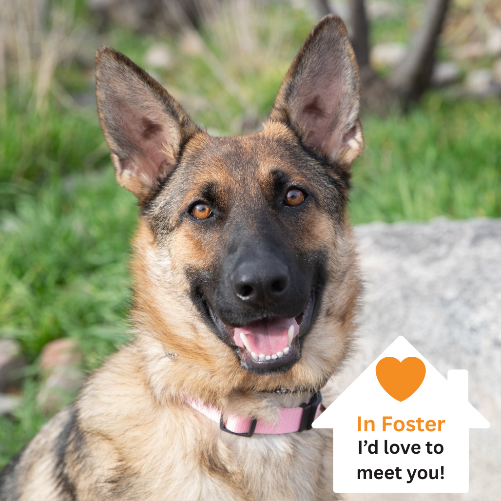 Hello my name is Ladybug