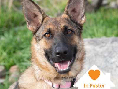 Hello my name is Ladybug