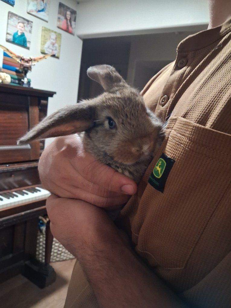 2 Cute Baby Rabbit/Bunny - Healthy and Playful - Ready for a Loving Home