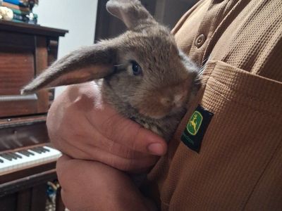 2 Cute Baby Rabbit/Bunny - Healthy and Playful - Ready for a Loving Home