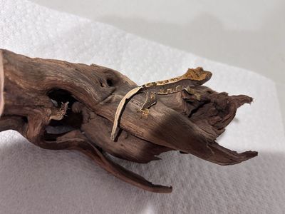 Juvenile Crested Gecko