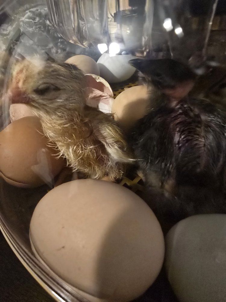 Freshly Hatched Chicks