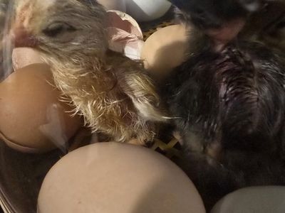 Freshly Hatched Chicks