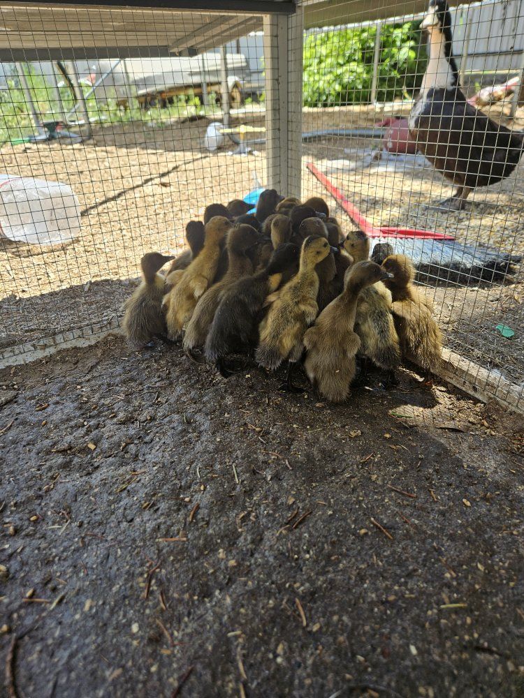 Cute Ducklings - Assorted Breeds - Young Healthy Birds for Sale
