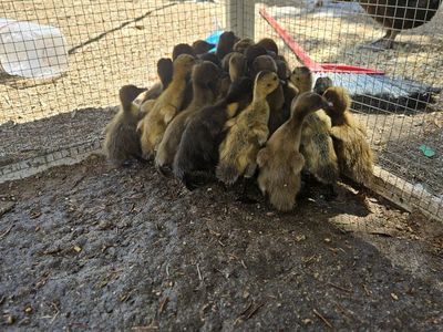 Cute Ducklings - Assorted Breeds - Young Healthy Birds for Sale