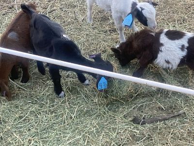 Baby girl goats