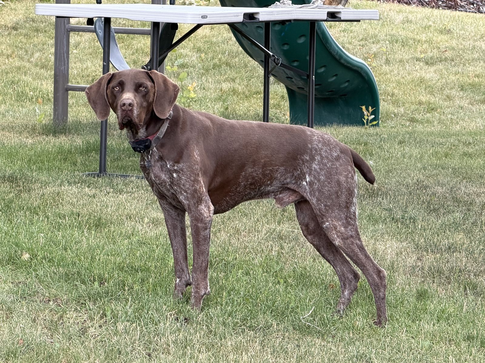 German Shorthair for sale