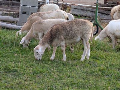 Sheep, lambs, RAM lambs