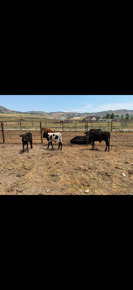 Roping steers
