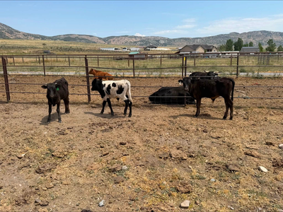 Roping steers