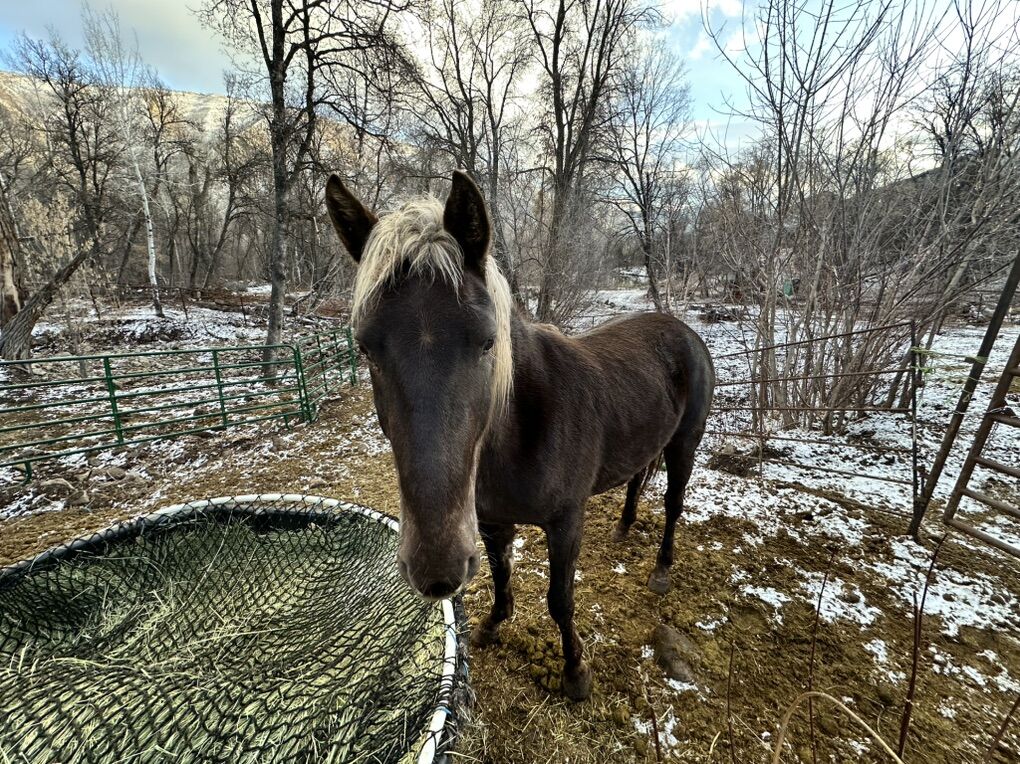 Rocky Mountain 3 Year Old Mare