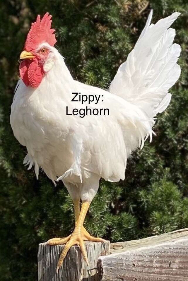 Purebred Hens And F1 Hybrid Roosters For Sale !¡!