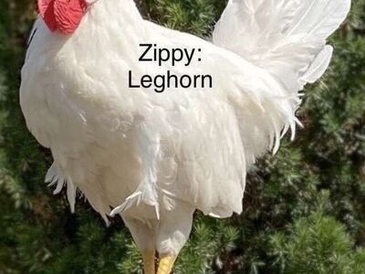 Purebred Hens And F1 Hybrid Roosters For Sale !¡!