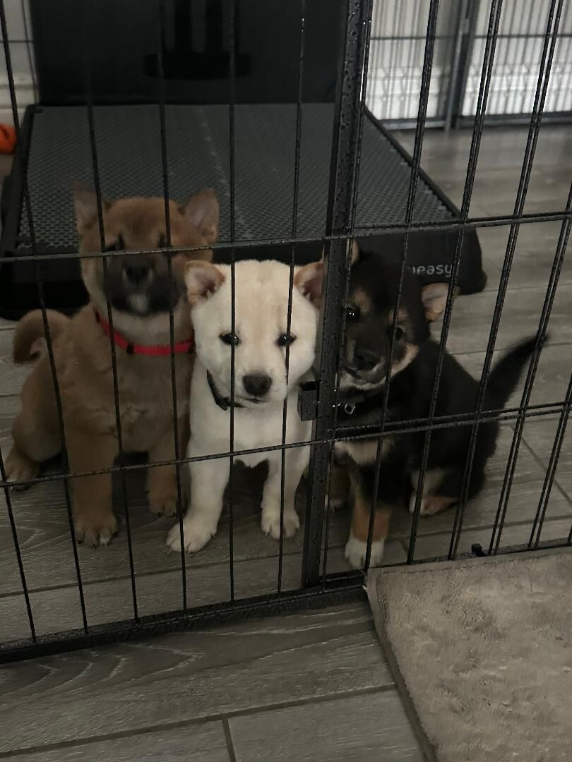 1 Sesame Color, Male, Shiba Inu Puppy, For Sale, Mesa, Arizona