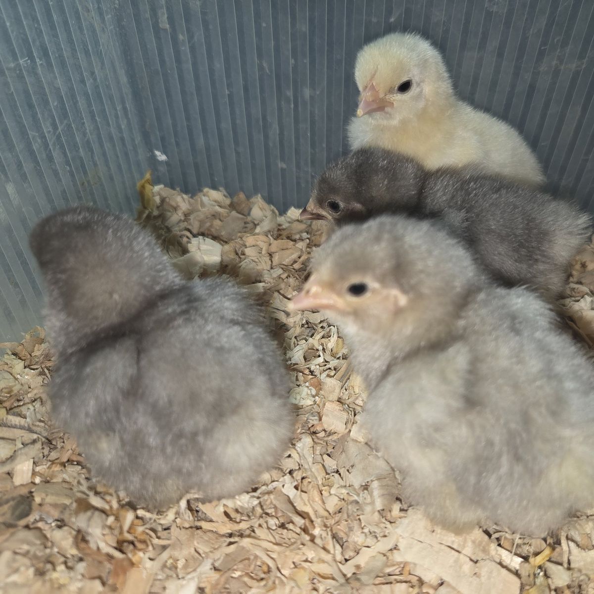 Bantam Cochins Chicks