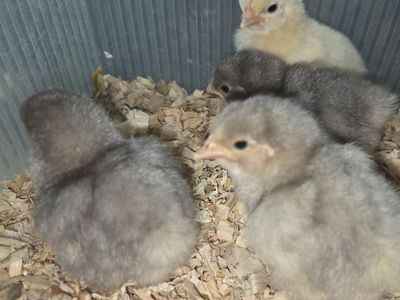 Bantam Cochins Chicks
