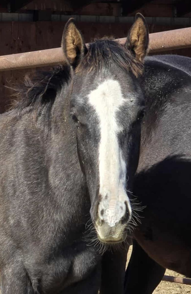 2025 Colt Dash Ta Fame & The Goodbye Lane