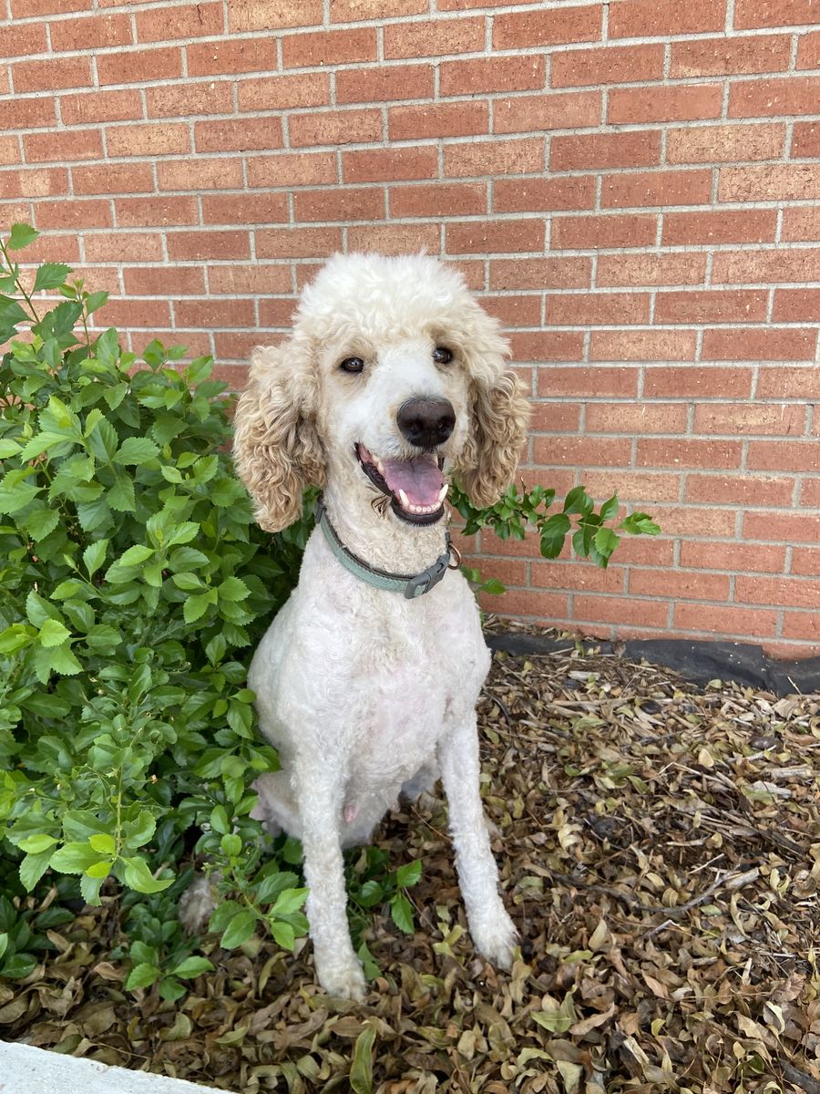 AKC Female Standard Poodle - Breeder