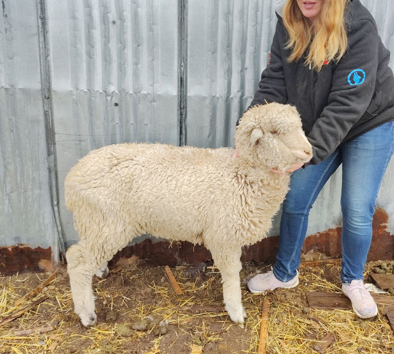 Ewe Lamb on pasture with ram lamb.