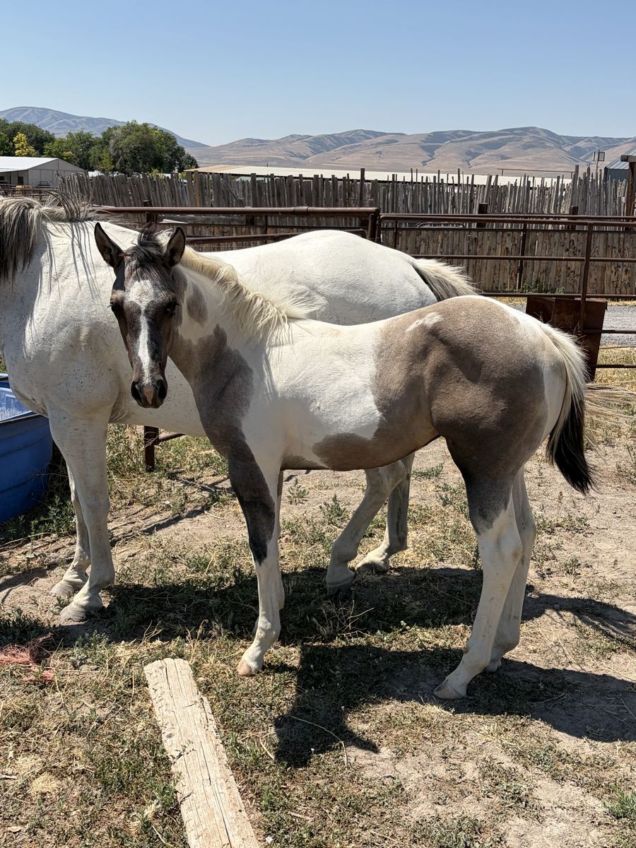 Weanling filly 1/4 draft