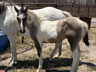 Weanling filly 1/4 draft