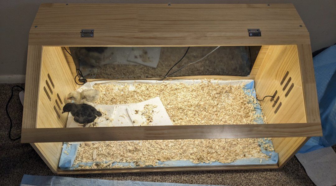 Chicken Brooder with Heat Pad & Lamp(comes with Chicken)