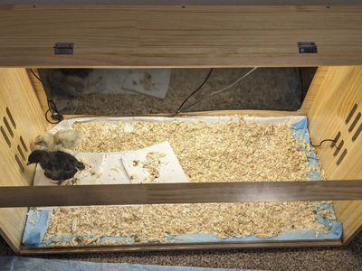Chicken Brooder with Heat Pad & Lamp(comes with Chicken)