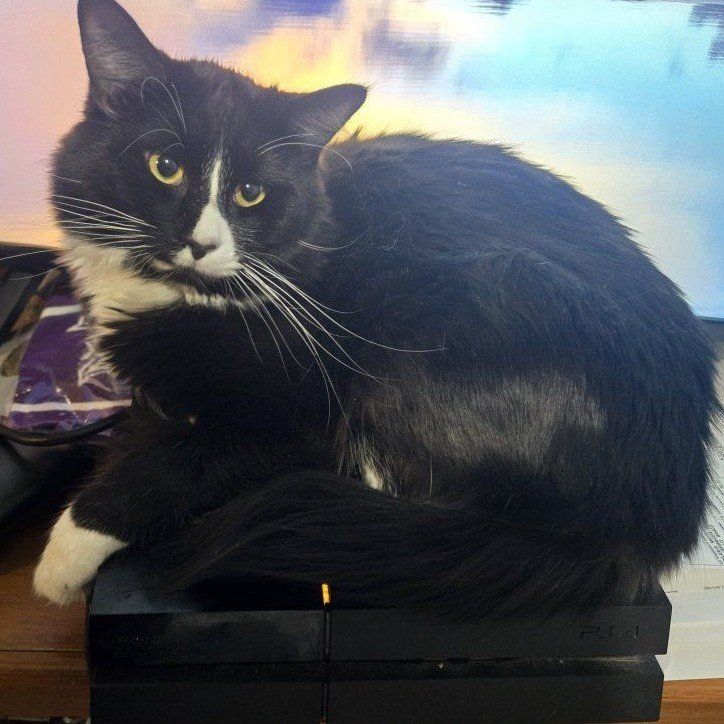 Half Maine Coon Friendly Black and White Tuxedo Cat - Loyal Companion with Golden Eyes