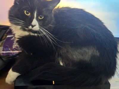 Half Maine Coon Friendly Black and White Tuxedo Cat - Loyal Companion with Golden Eyes