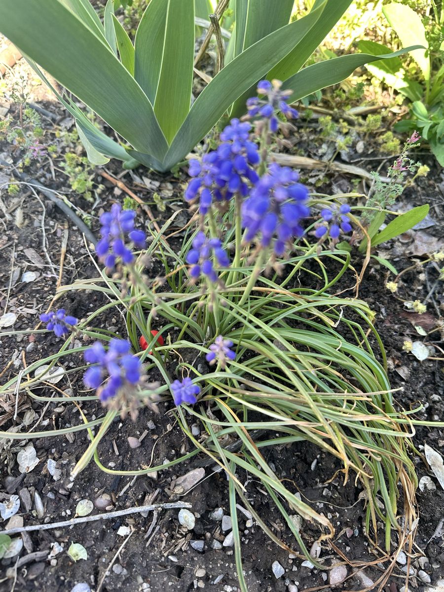 Grape Hyacinth Bulbs - Water Wise Plant Drought