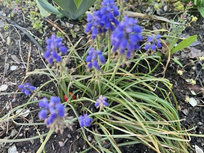 Grape Hyacinth Bulbs - Water Wise Plant Drought