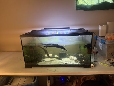 55 gallon breeder or 55 gallon tall aquarium or both to trade for 125+ gallon. other angle fish tank trade only it’s 75g