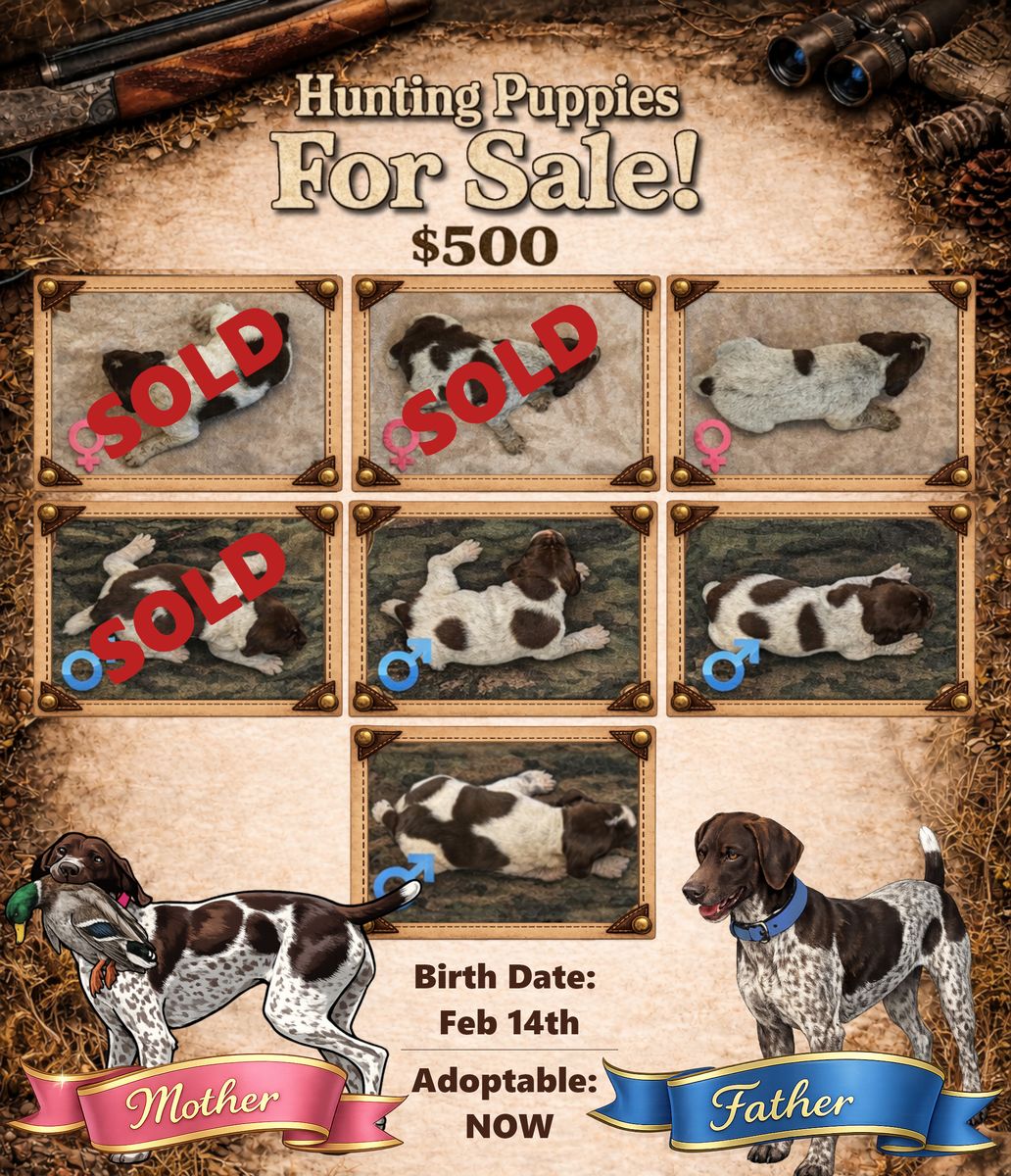 German Shorthaired Pointer Puppies!