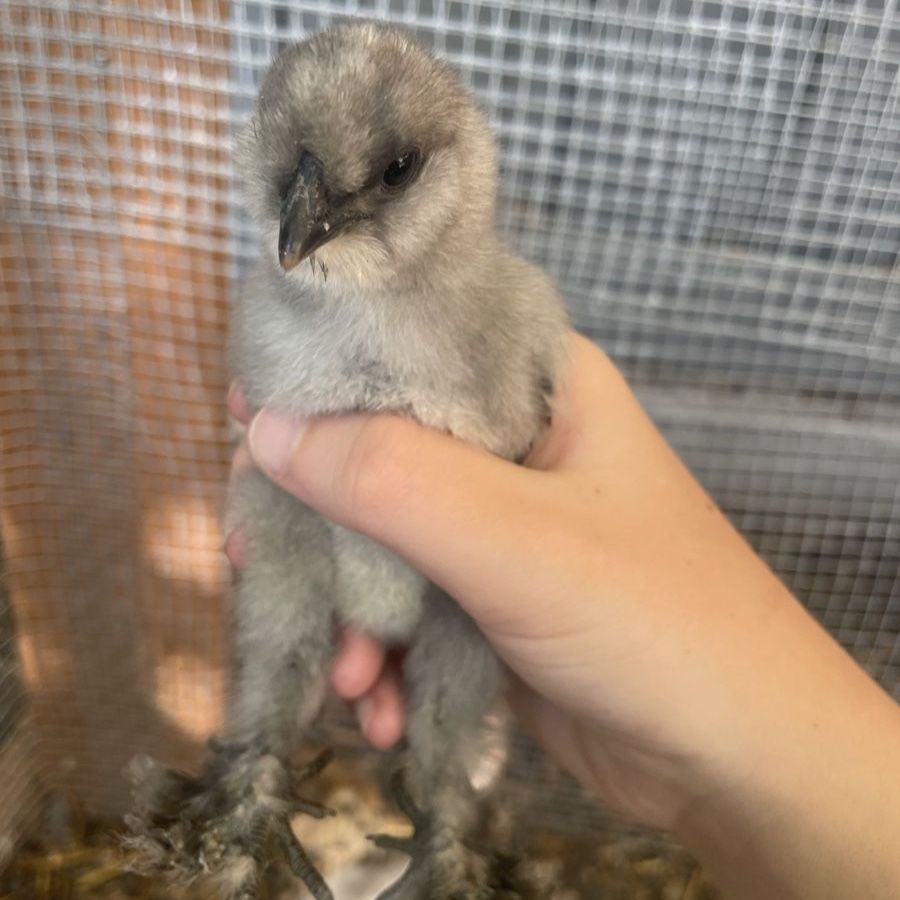 Silkie Mix Chicks