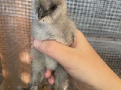Silkie Mix Chicks