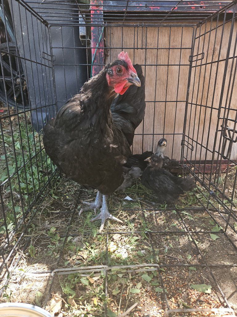 1 year old Australorp hen chicken and 4 chicks (1 boy 3 girls)