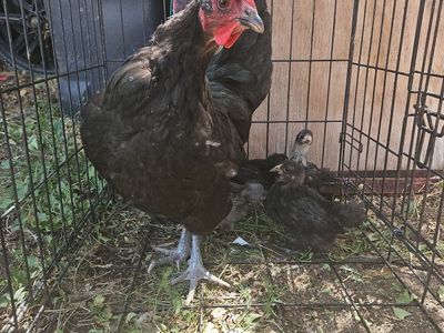 1 year old Australorp hen chicken and 4 chicks (1 boy 3 girls)