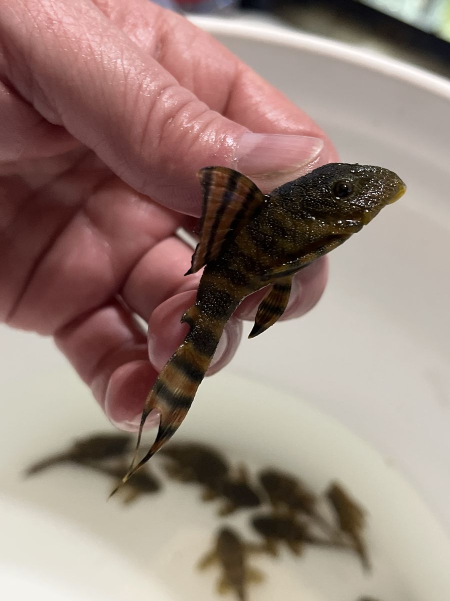 12 L397 Alenquer TIger Plecos