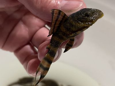 12 L397 Alenquer TIger Plecos