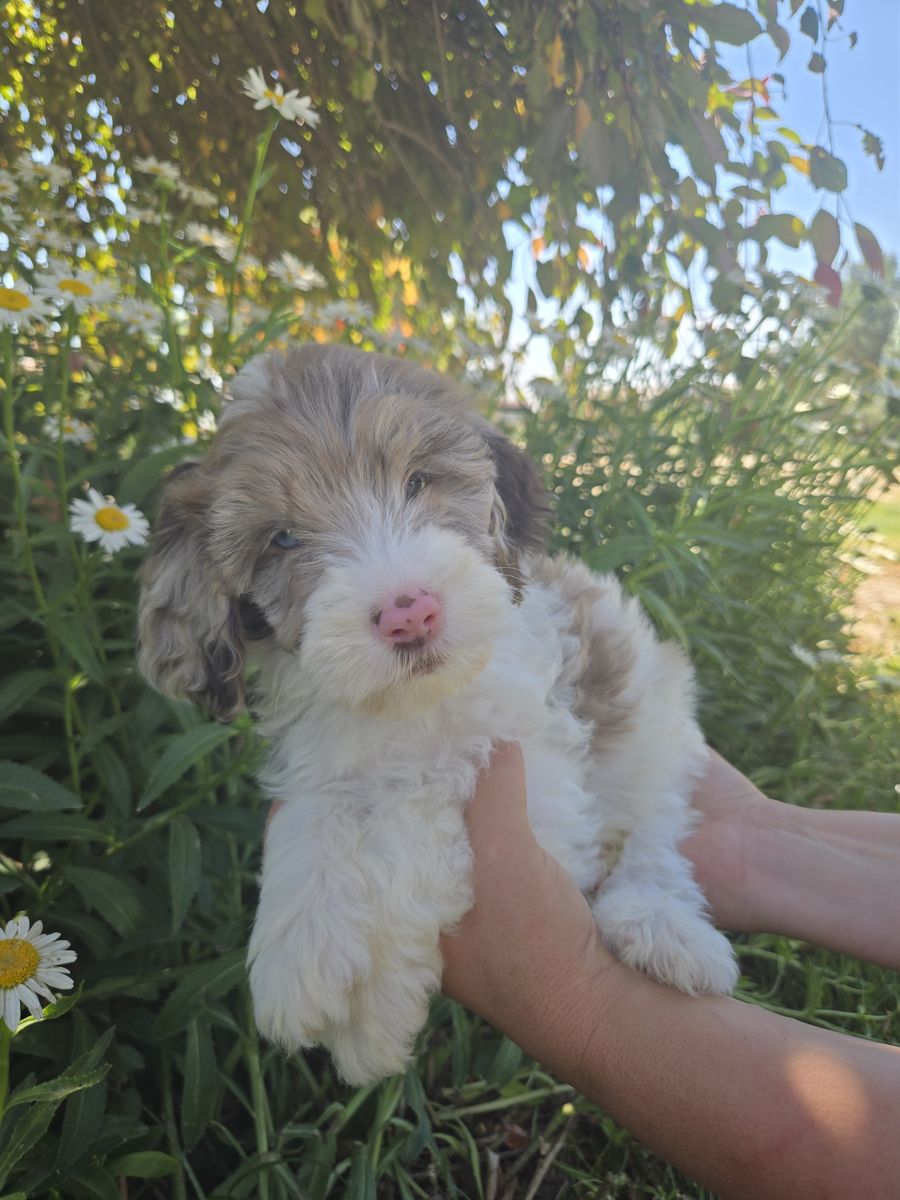 Springerdoodles FREE DELIVERY this week!