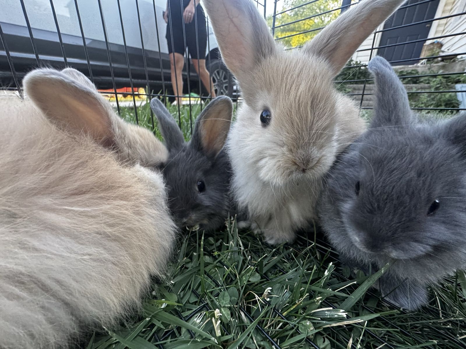 Holland Lop Bunnies!