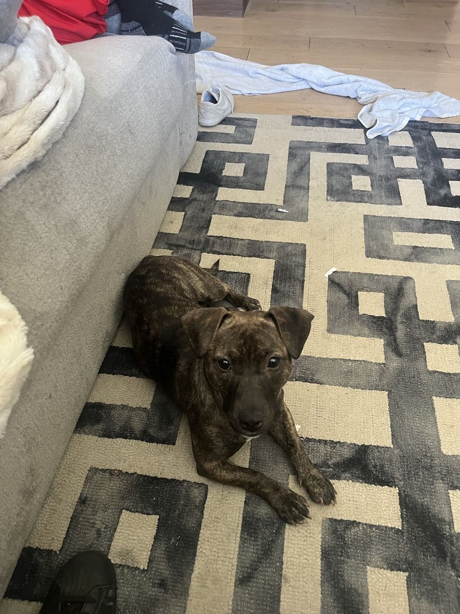 Pitbull doxie