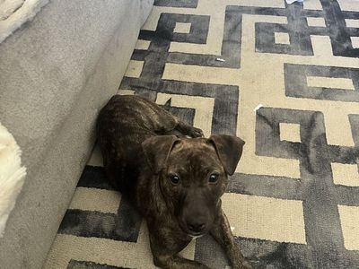 Pitbull doxie