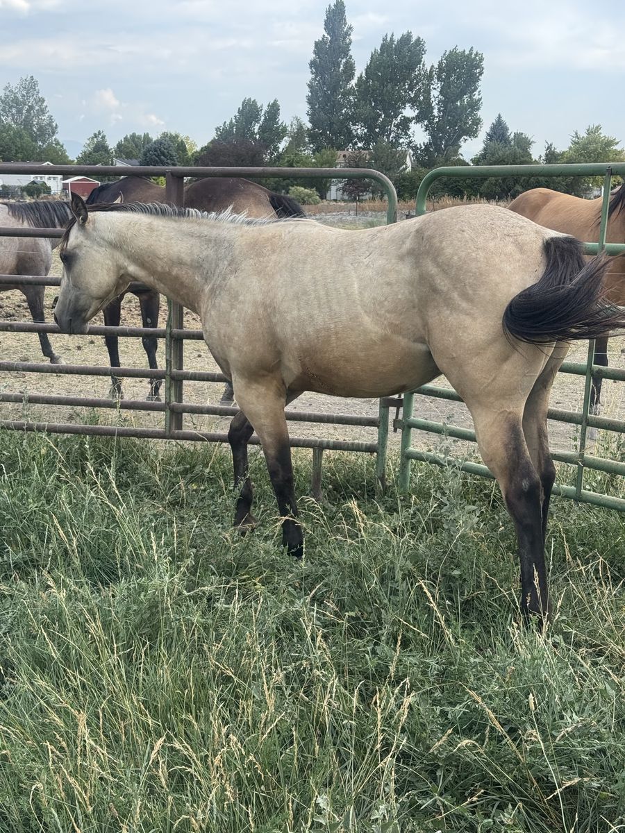 AQHA 2025 Buckskin colt