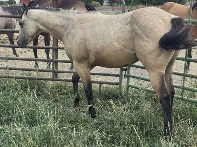 AQHA 2025 Buckskin colt