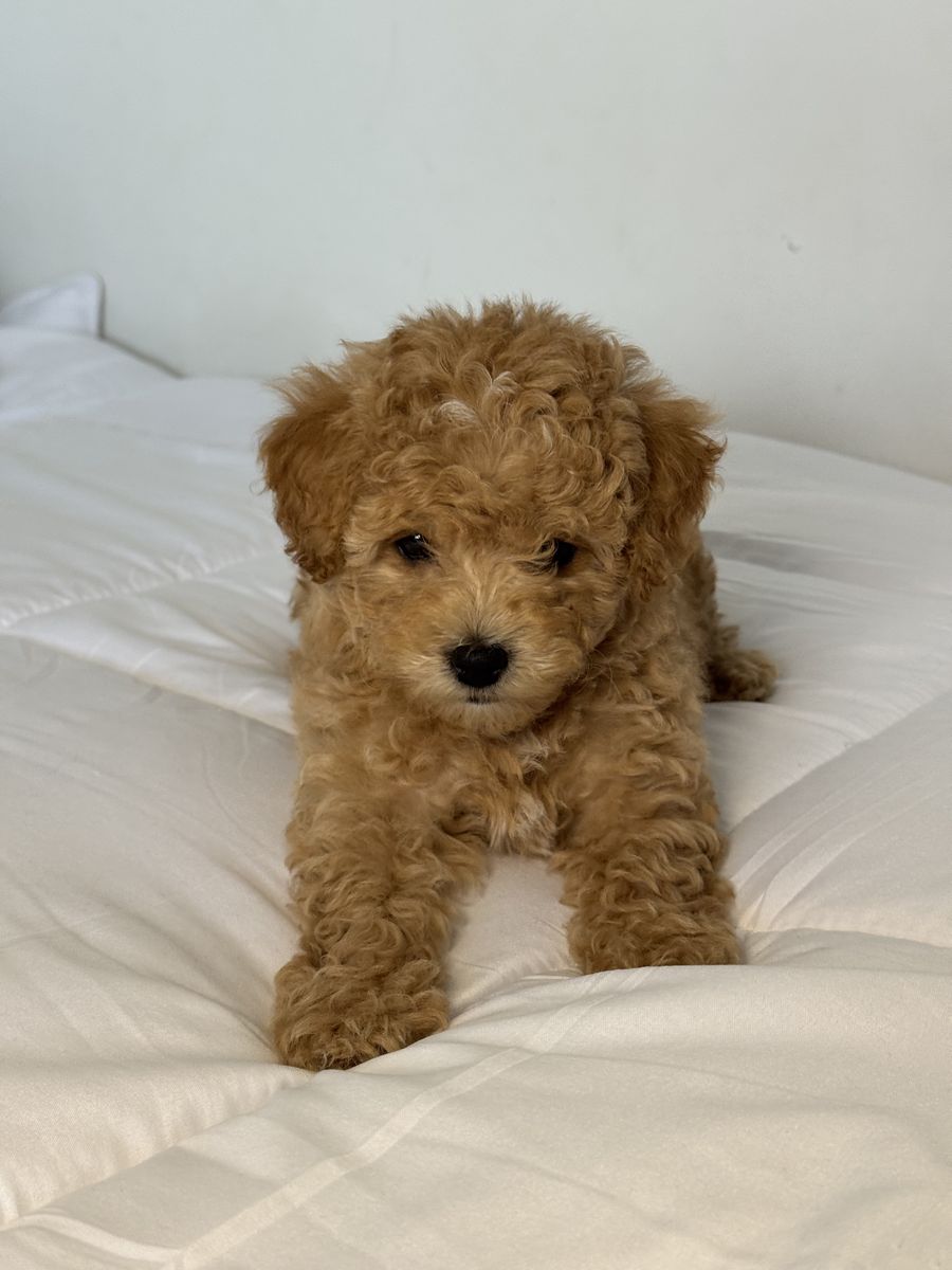 Cutest Fluffy Maltipoo Puppies You’ll See Today – Ready for Homes