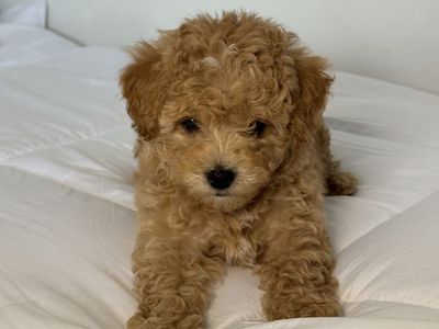 Cutest Fluffy Maltipoo Puppies You’ll See Today – Ready for Homes