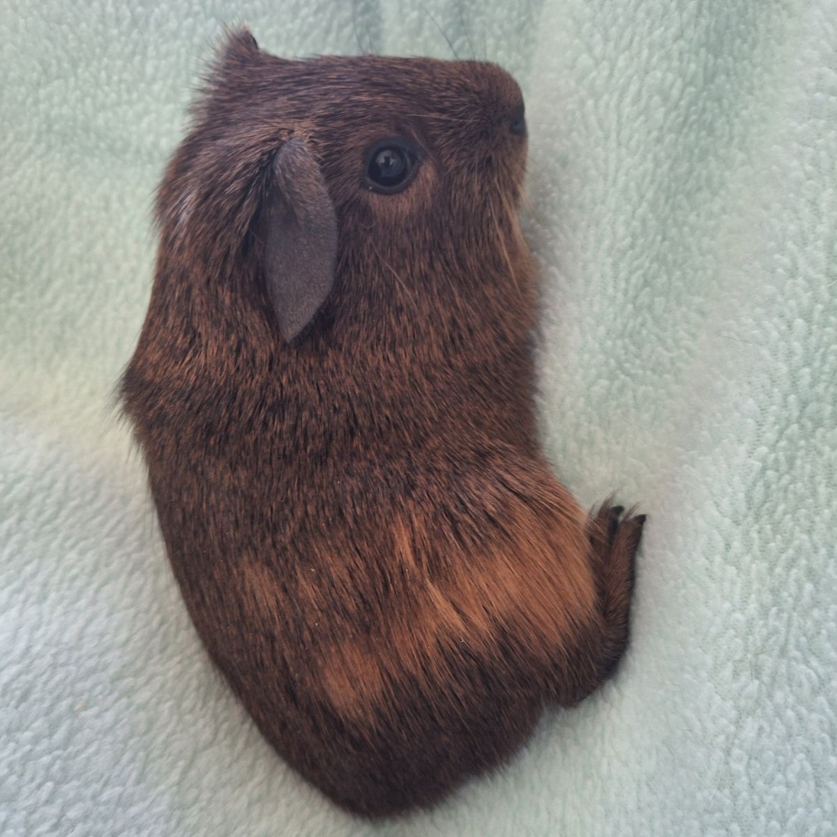Baby Guinea Pig: Dandy