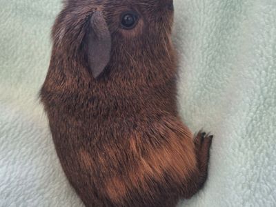 Baby Guinea Pig: Dandy