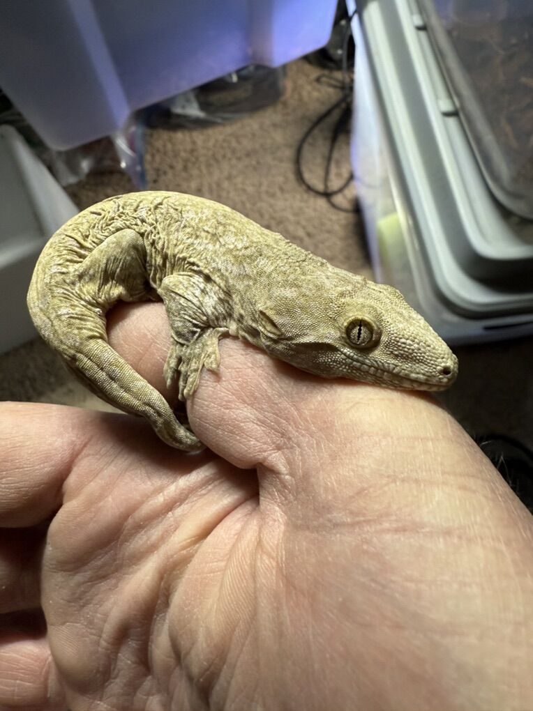 leachianus Geckos for sale